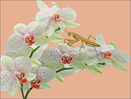 Orchids And Mantis